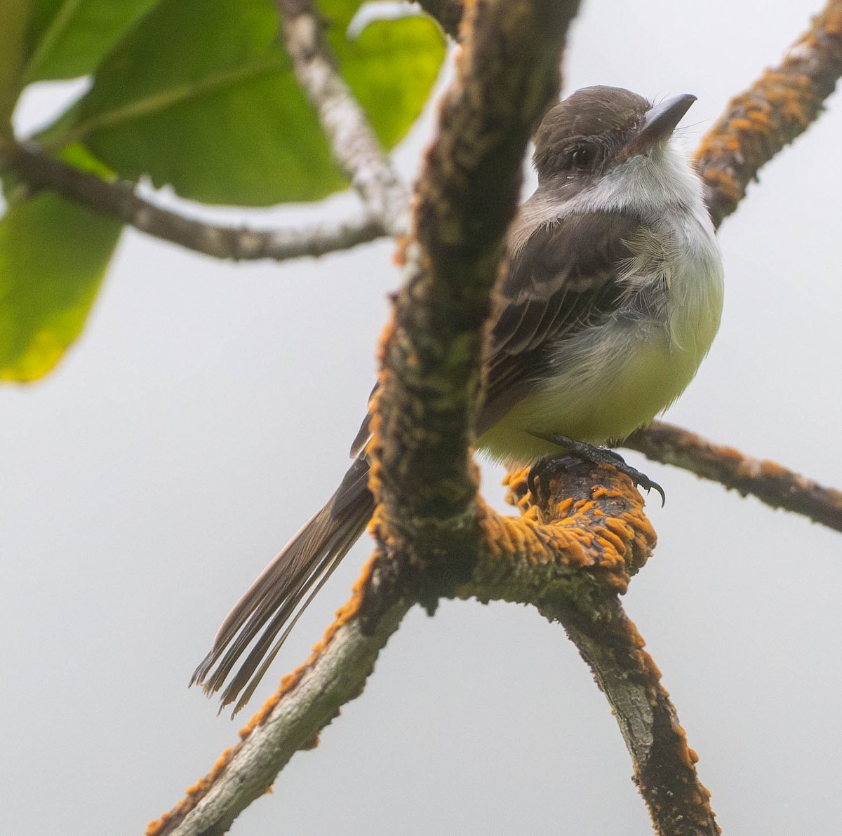 Гренадский миарх - ML646387400