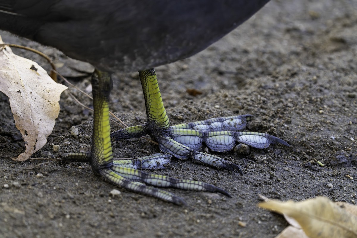 American Coot - ML646387401