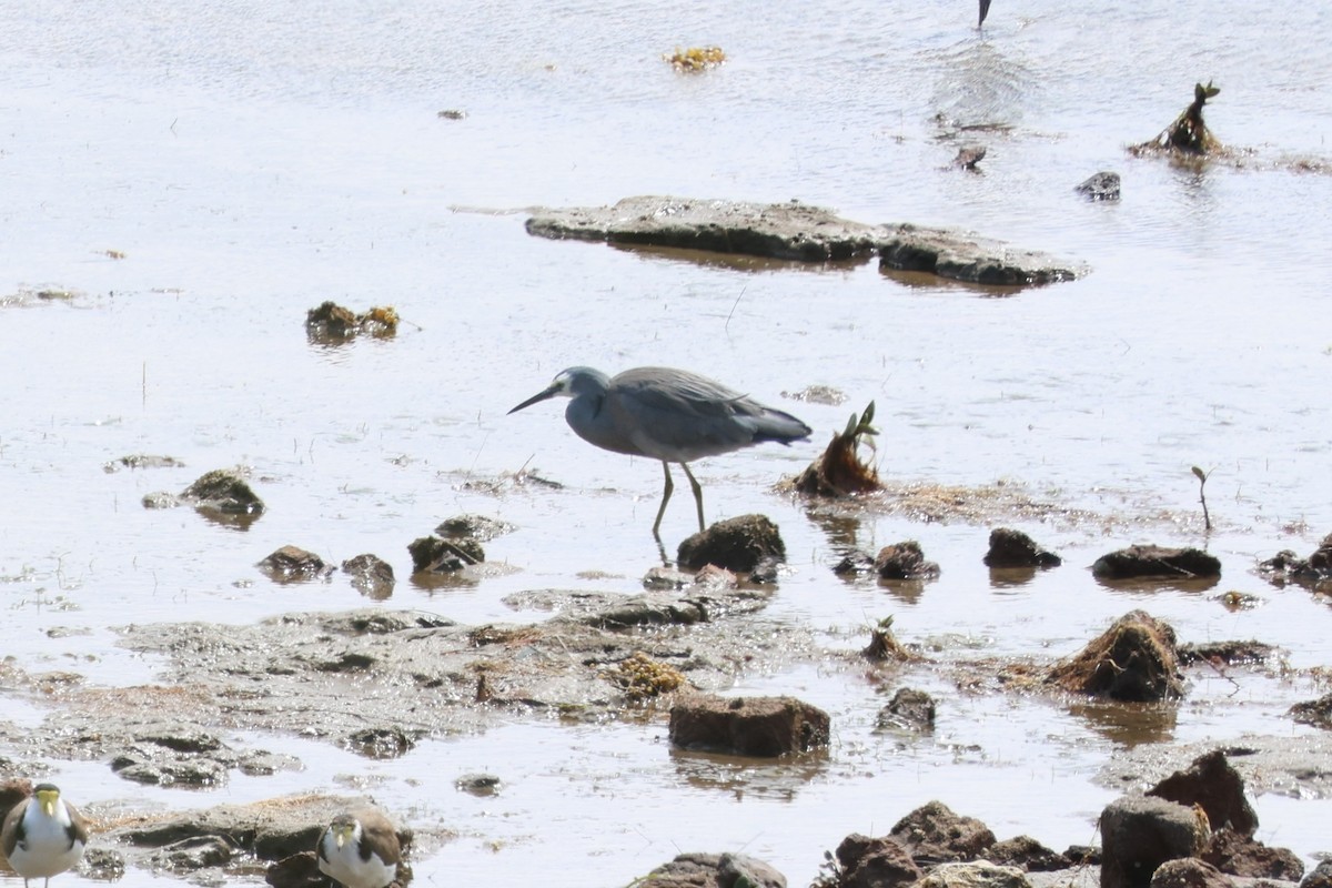 White-faced Heron - ML646387403