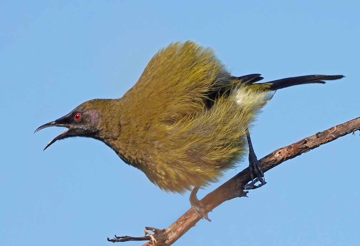 New Zealand Bellbird - ML646387404