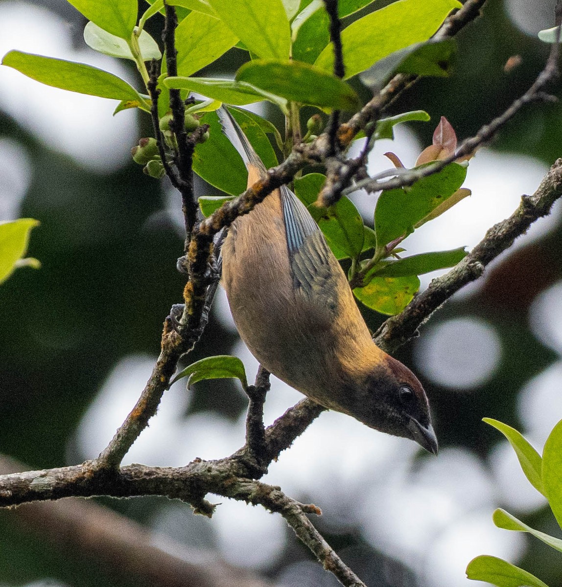 Коричневоголовая танагра (cucullata) - ML646387406