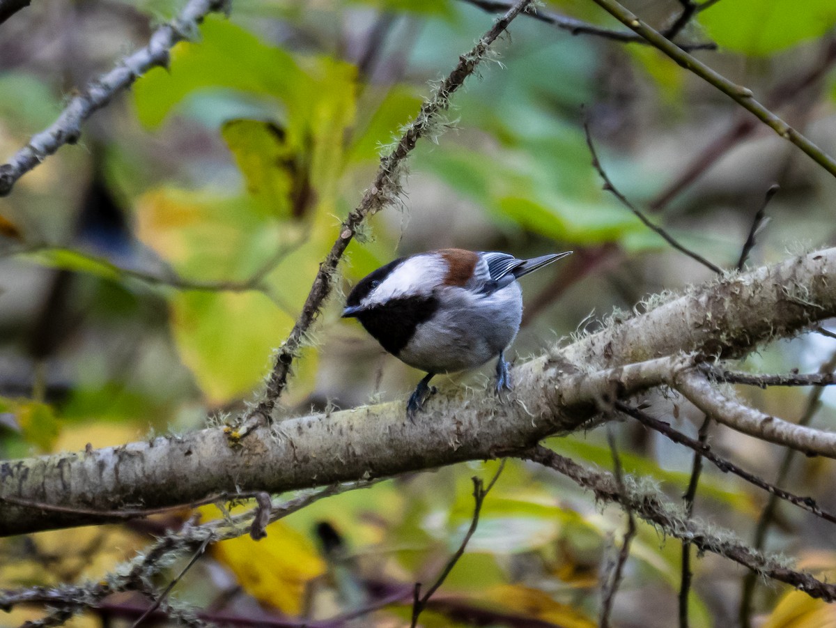 Chestnut-backed Chickadee - ML646387409
