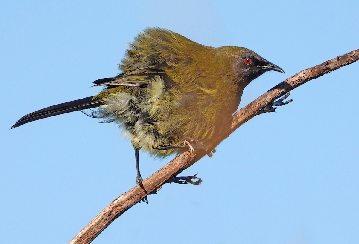 New Zealand Bellbird - ML646387410