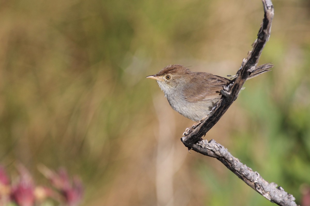 Piping Cisticola - ML646387411