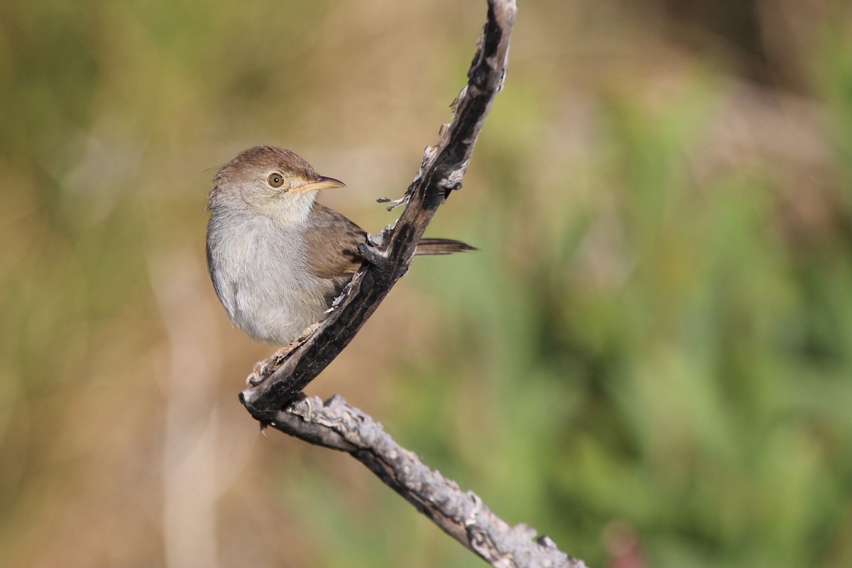Piping Cisticola - ML646387412