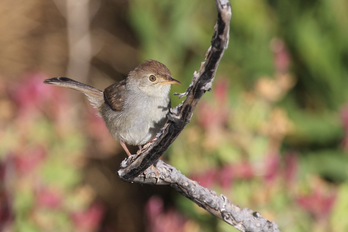 Piping Cisticola - ML646387413