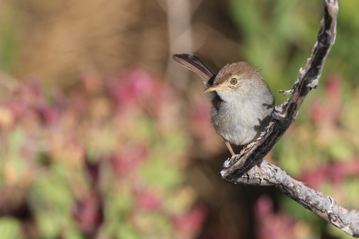 Piping Cisticola - ML646387414
