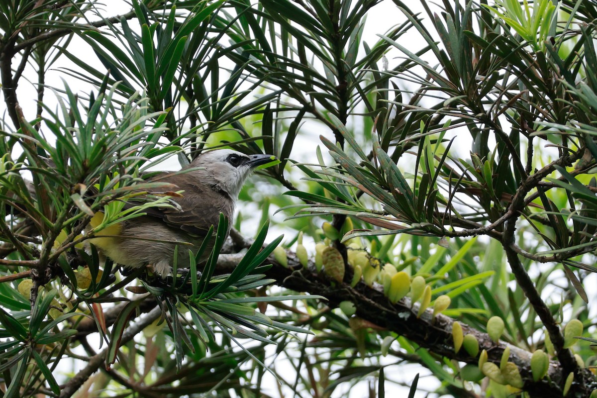 Yellow-vented Bulbul - ML646387415