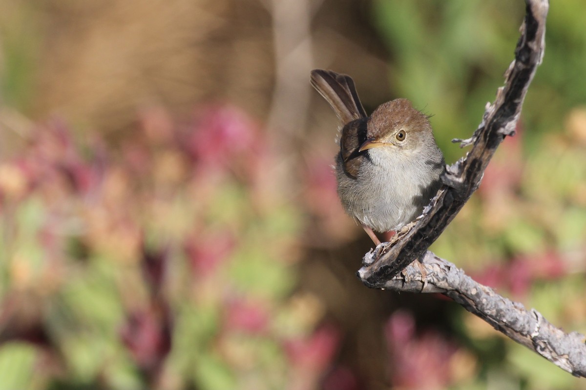 Piping Cisticola - ML646387417
