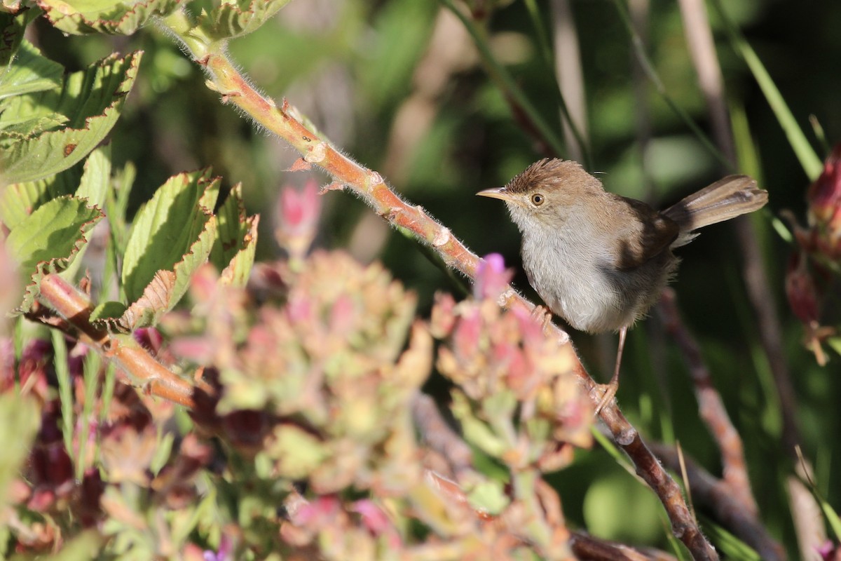 Piping Cisticola - ML646387418