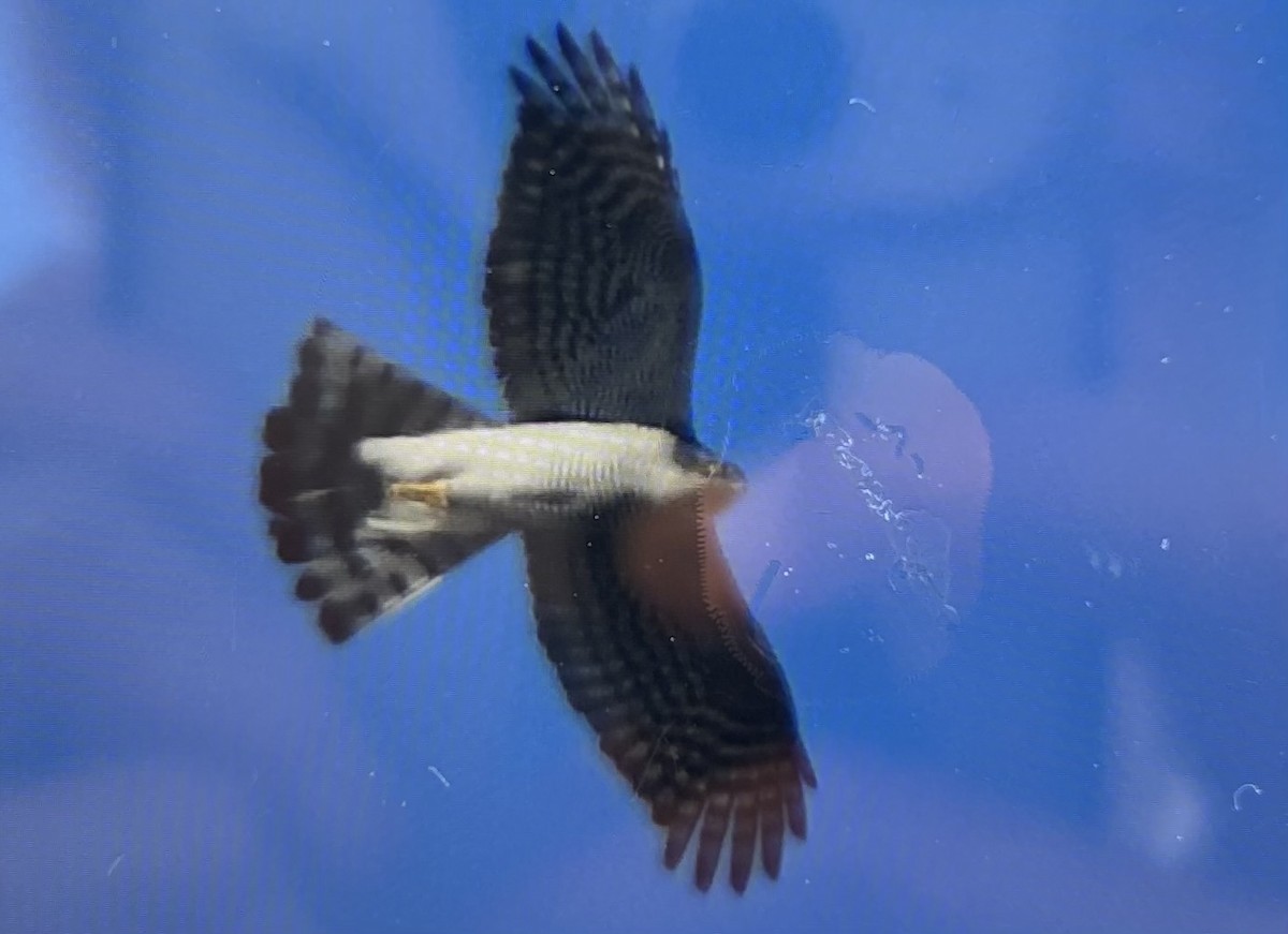 北雀鷹 - ML646387420