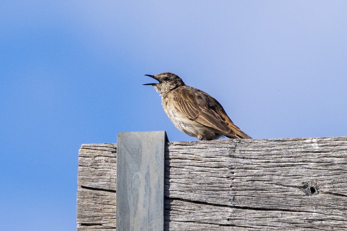 Rufous Songlark - ML646387421