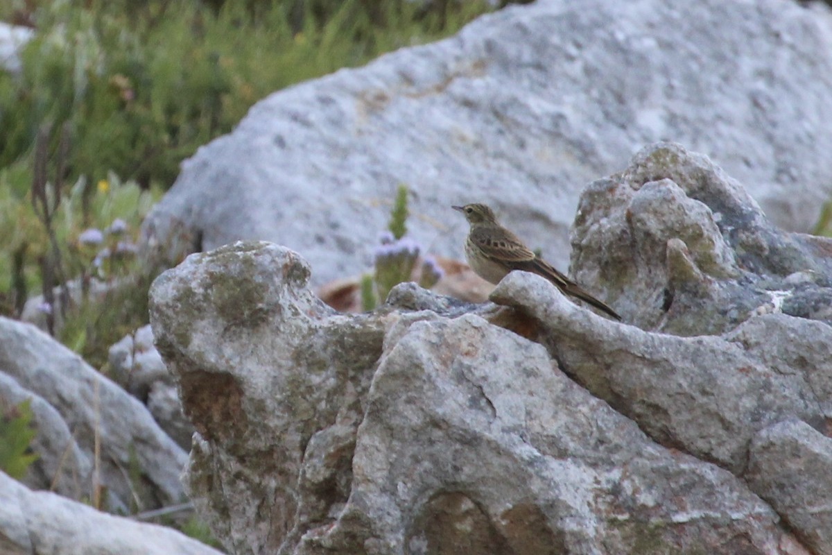 Nicholson's Pipit - ML646387422