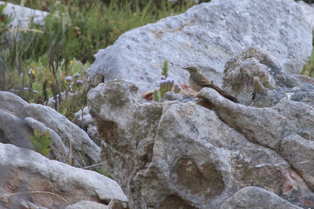 Nicholson's Pipit - ML646387423