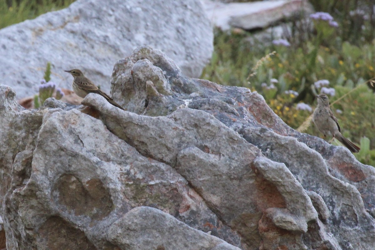 Nicholson's Pipit - ML646387424