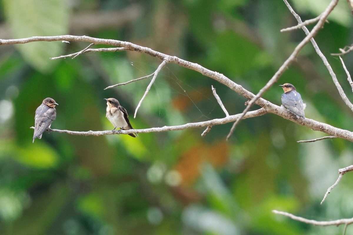 Pacific Swallow - ML646387427