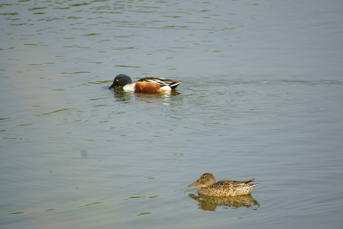 Northern Shoveler - ML646387436