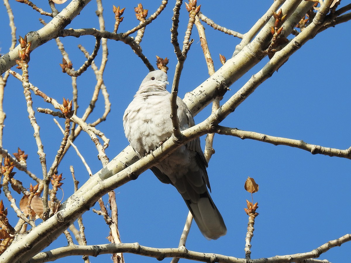 Eurasian Collared-Dove - ML646387437