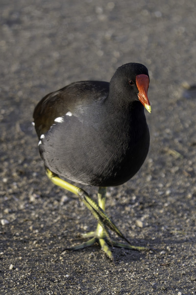 Курочка латиноамериканська - ML646387438