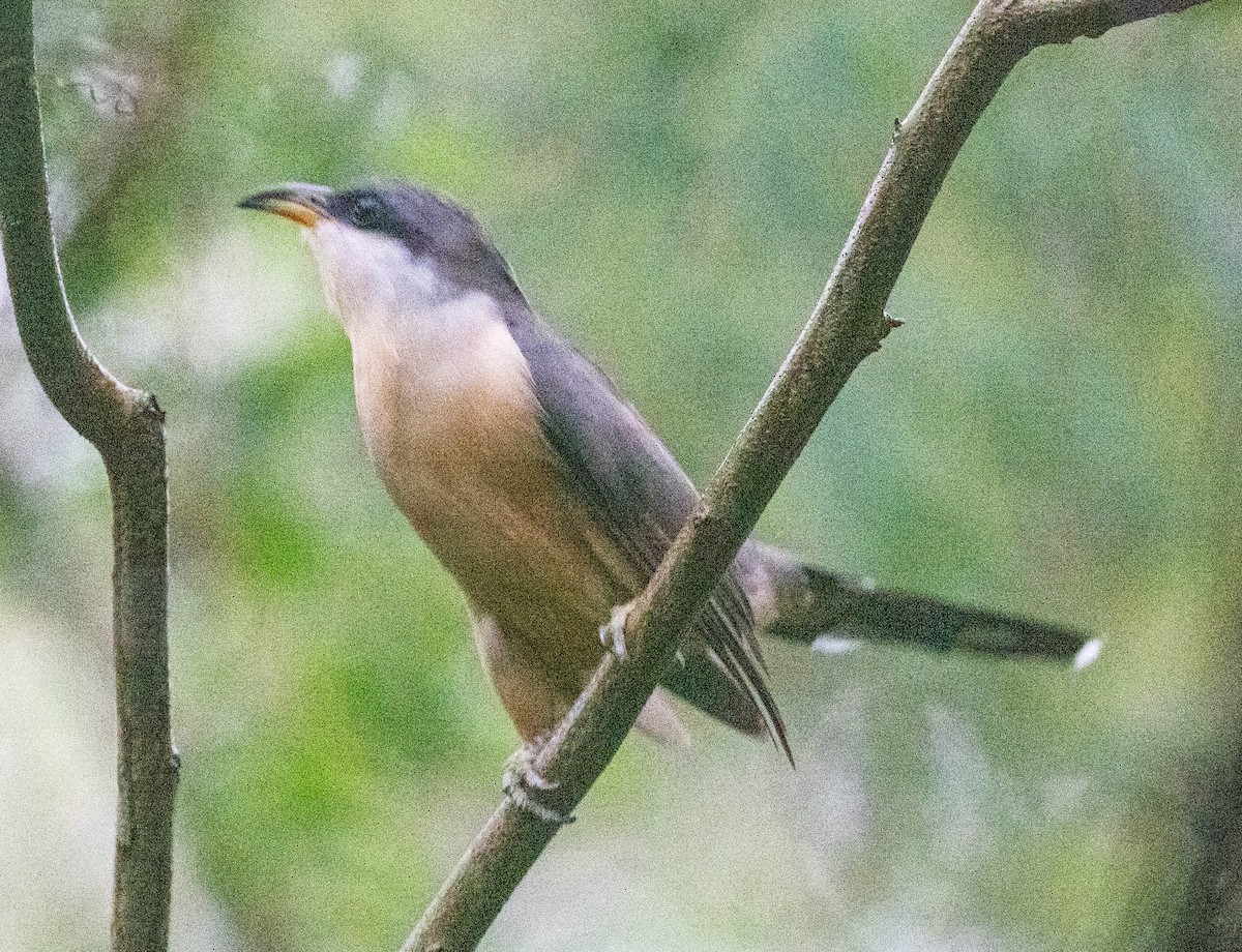 Мангровая пиайя - ML646387439