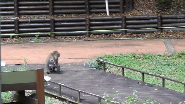 Animals - ML646387440