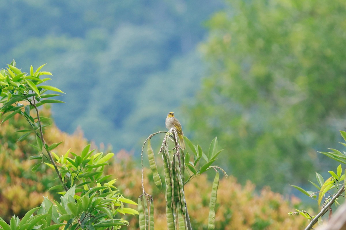 Stripe-throated Bulbul - ML646387441