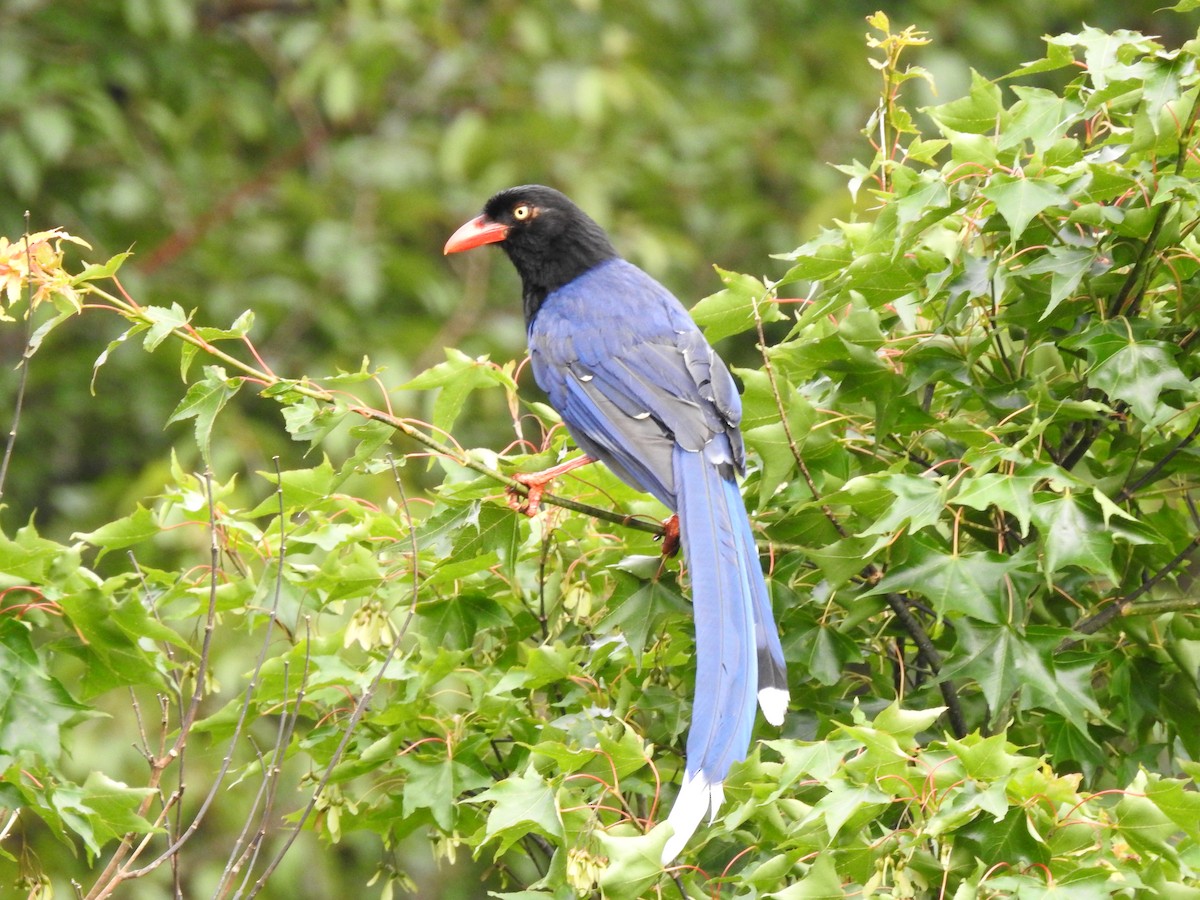 Taiwan Blue-Magpie - ML646387442