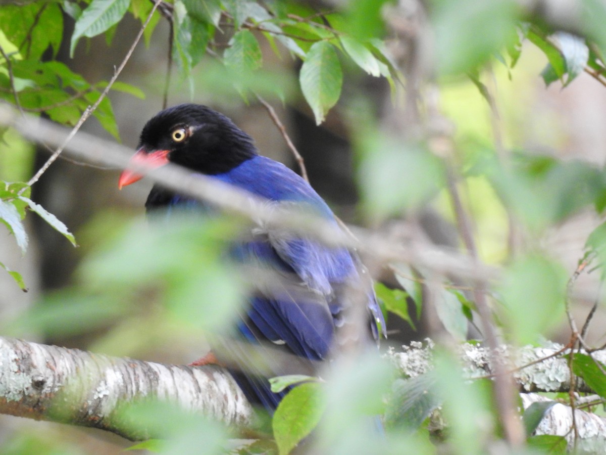 Taiwan Blue-Magpie - ML646387443