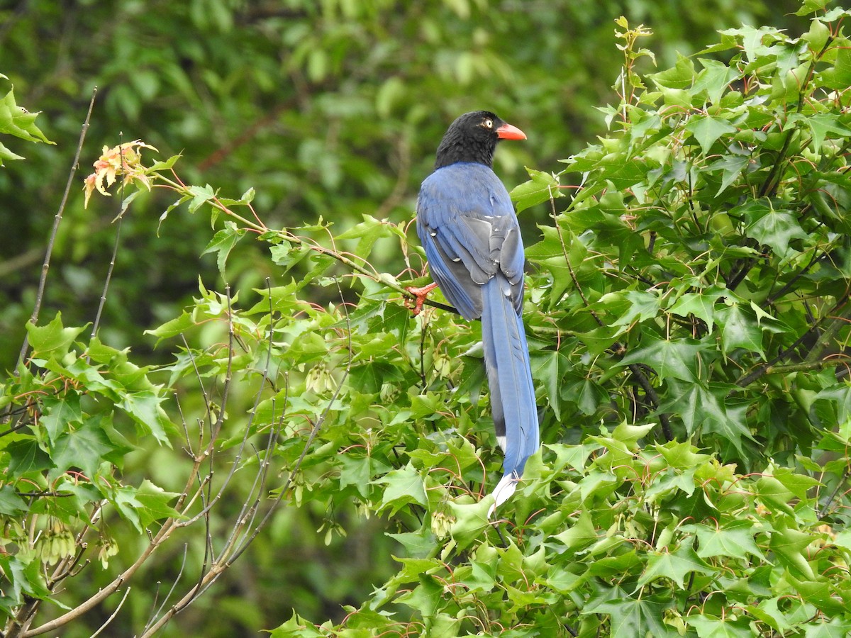 Taiwan Blue-Magpie - ML646387444