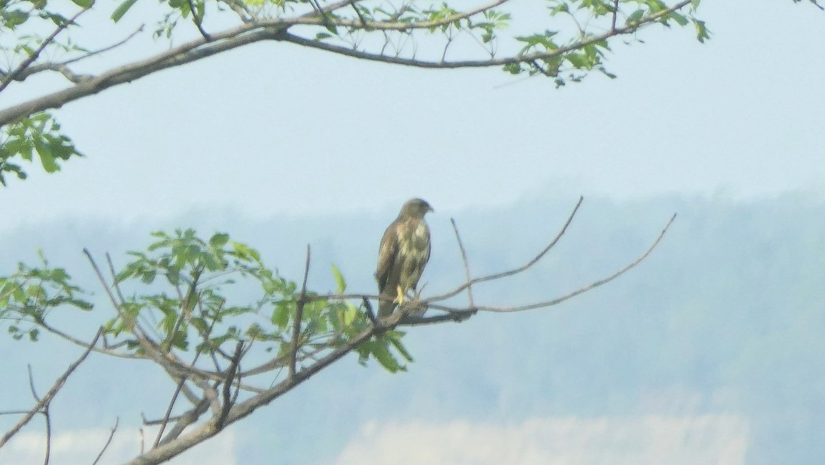Himalayan Buzzard - ML646387446