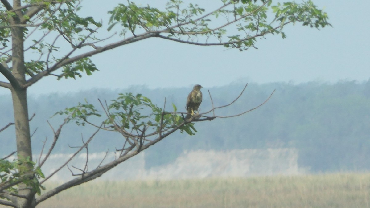 Himalayan Buzzard - ML646387447