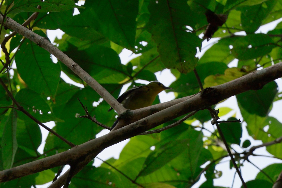 Common Iora - ML646387449