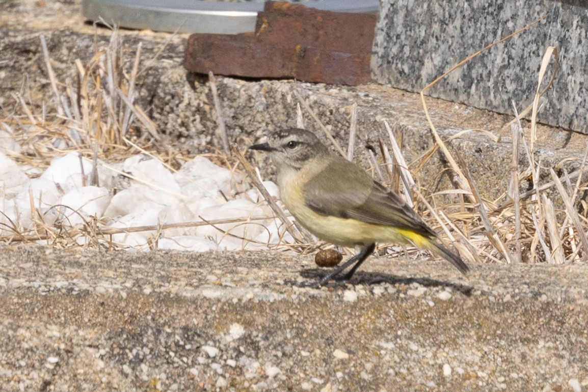 Yellow-rumped Thornbill - ML646387450