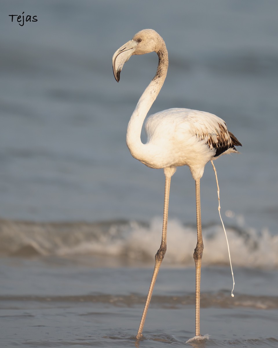 plameňák růžový - ML646387451