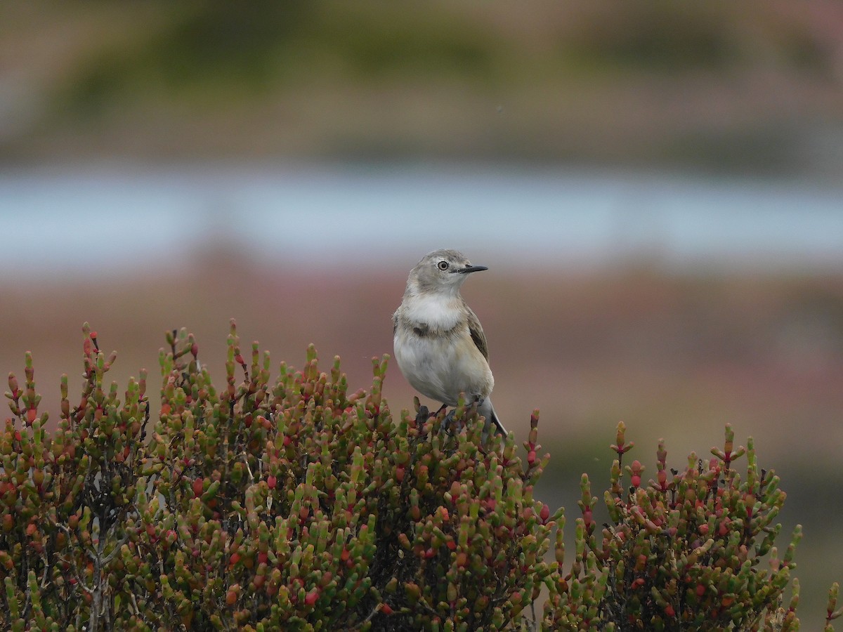 Eptianuro Pío - ML646387454