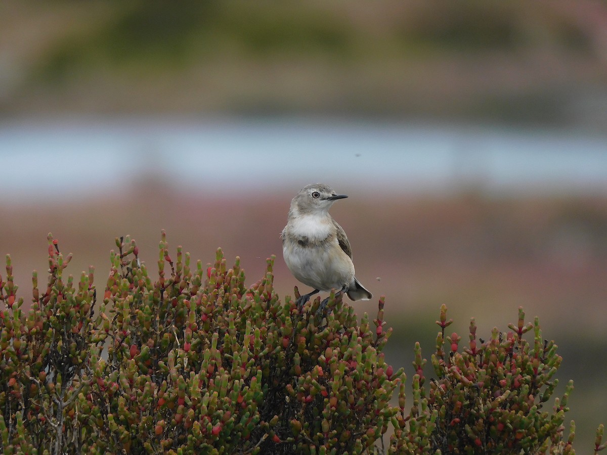 Eptianuro Pío - ML646387455