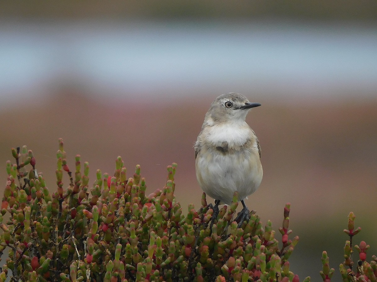 Eptianuro Pío - ML646387456