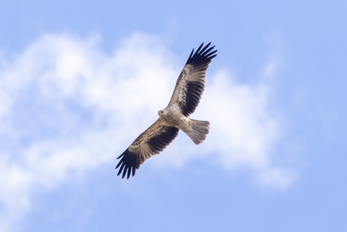 Whistling Kite - ML646387457