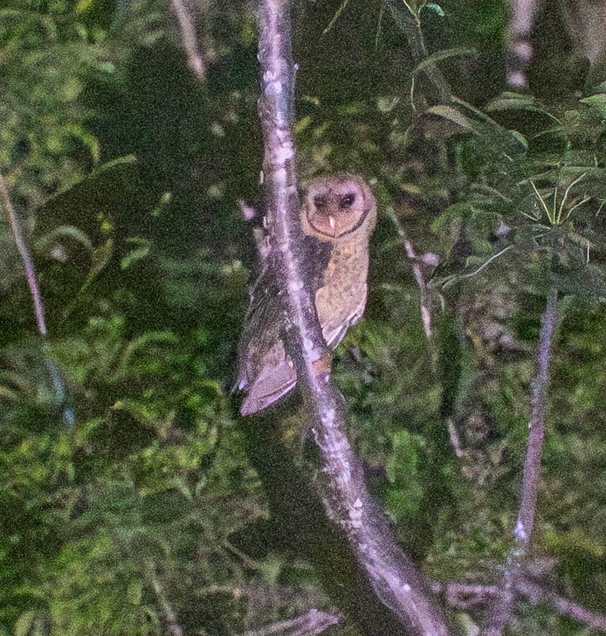 American Barn Owl (Lesser Antilles) - ML646387458