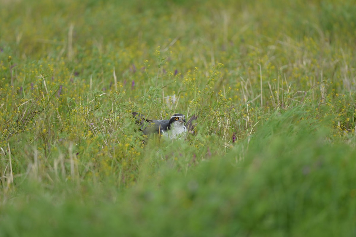 蒼鷹 - ML646387459