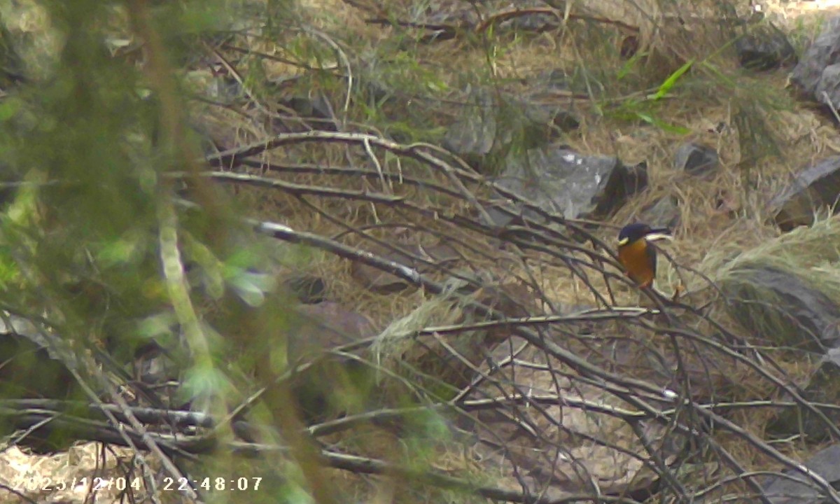 Azure Kingfisher - ML646387461