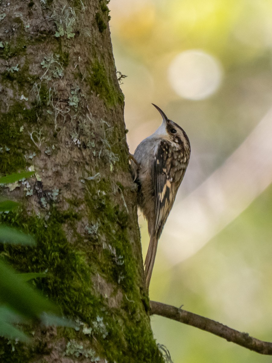 Brown Creeper - ML646387463