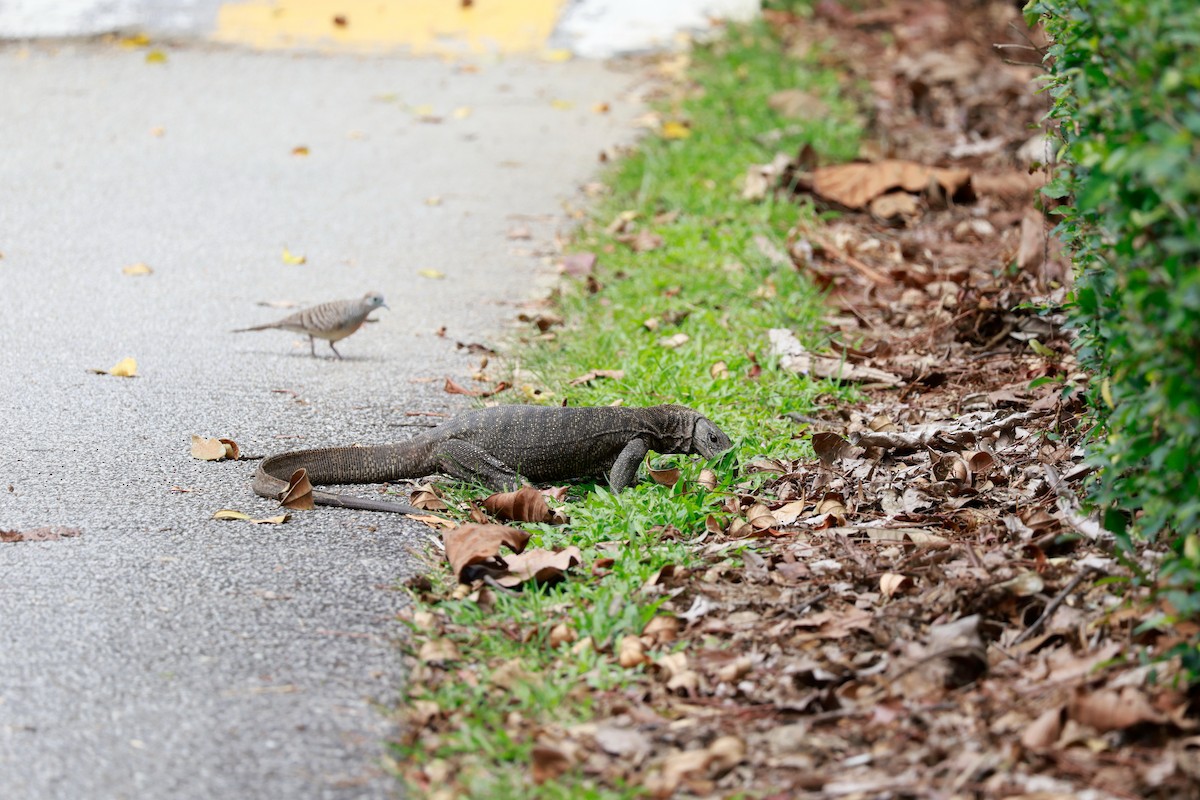 Monitor Lizards - ML646387464