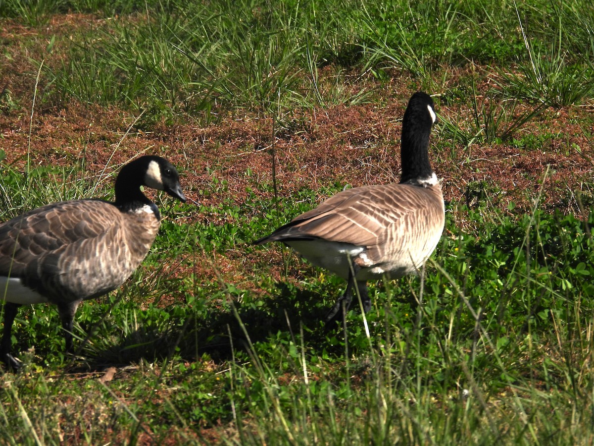 polargås - ML646387465