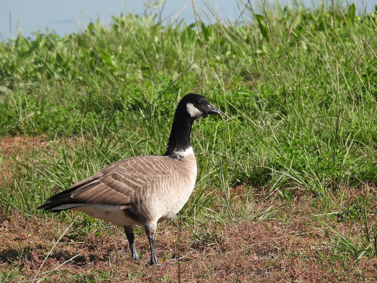 polargås - ML646387466