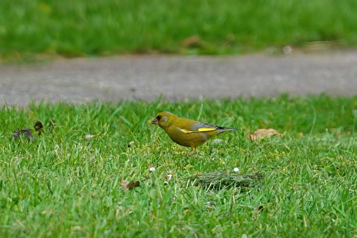 European Greenfinch - ML646387467