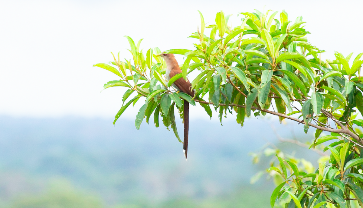 Common Squirrel-Cuckoo (Amazonian) - ML646387469