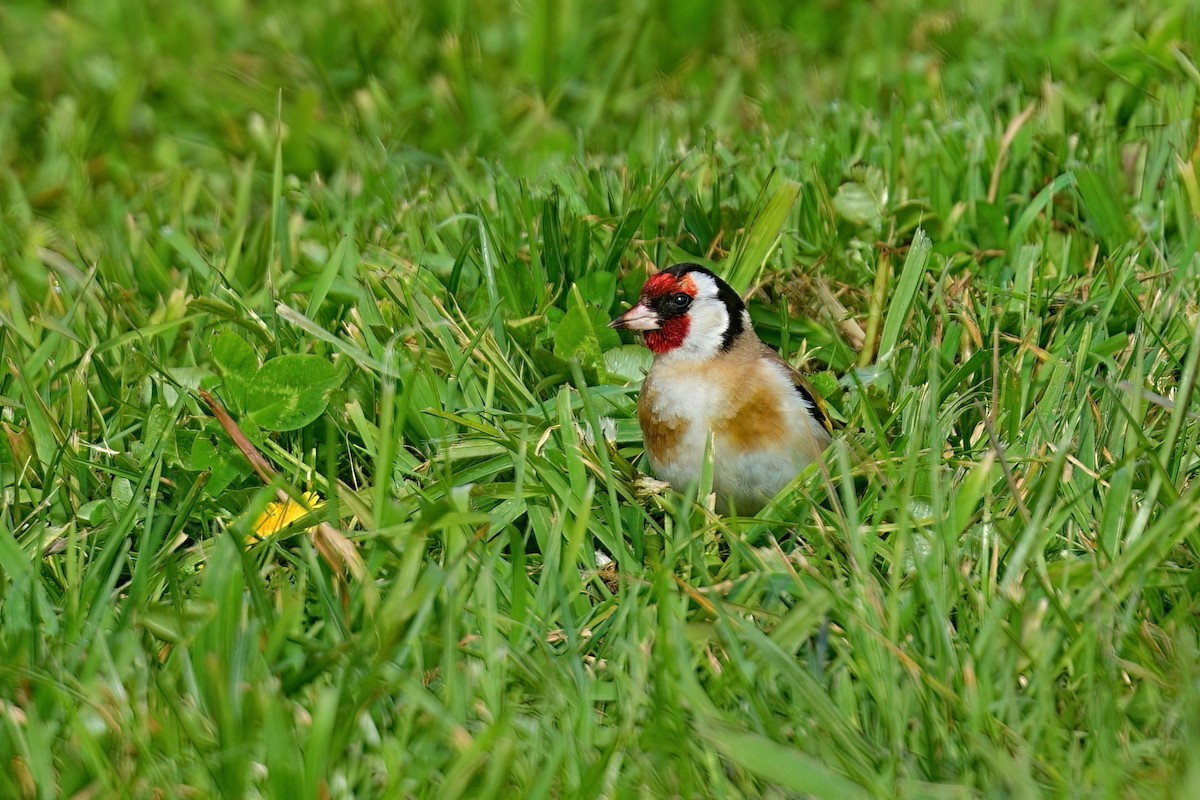 European Goldfinch - ML646387470