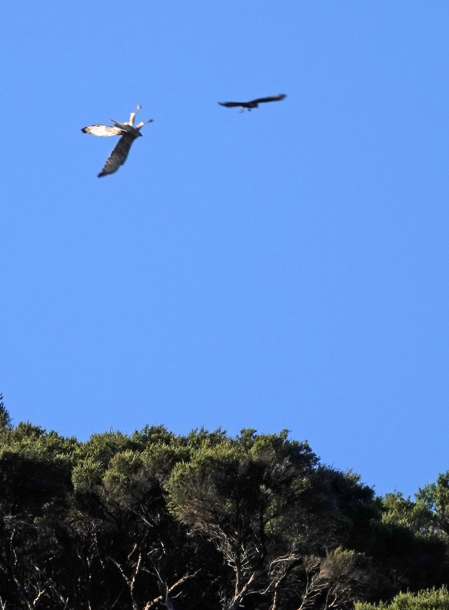 Swamp Harrier - ML646387471