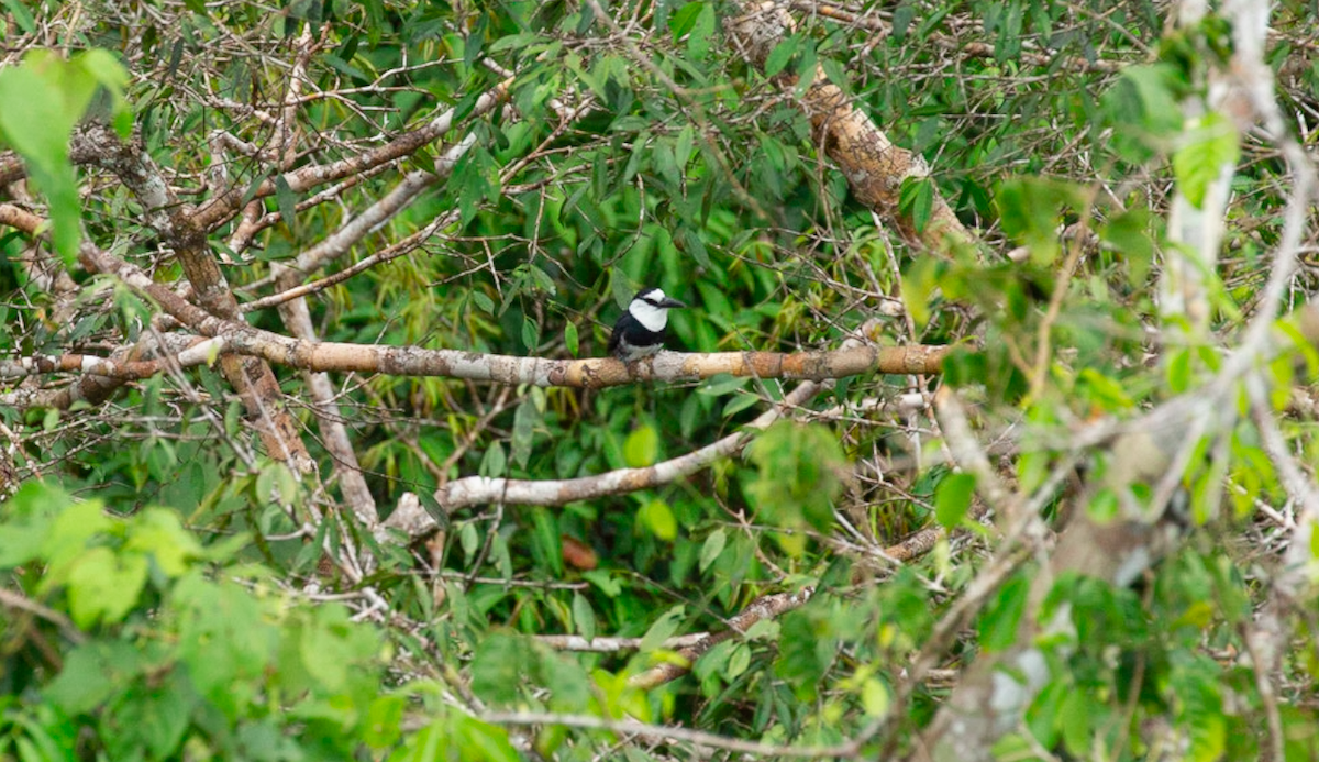 White-necked Puffbird - ML646387472